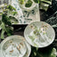 BLOSSOM DINNERWARE
