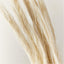 SPLIT BLEACHED DRIED PALM STEM BUNCH 34"