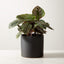 LIVE CALATHEA ORNATA PINSTRIPE PLANT 6" IN BLACK CERAMIC POT