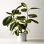 LIVE FICUS ELASTICA RUBBER PLANT 6" IN BLACK CERAMIC POT