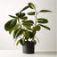 LIVE FICUS ELASTICA RUBBER PLANT 6" IN BLACK CERAMIC POT