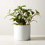 LIVE PEPEROMIA OBTUSIFOLIA 6" IN CERAMIC WHITE POT