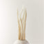 SPLIT BLEACHED DRIED PALM STEM BUNCH 34"